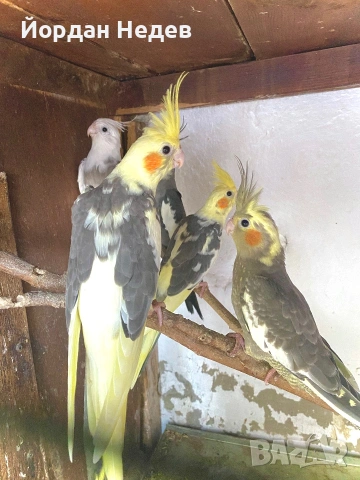 Папагали Корели 