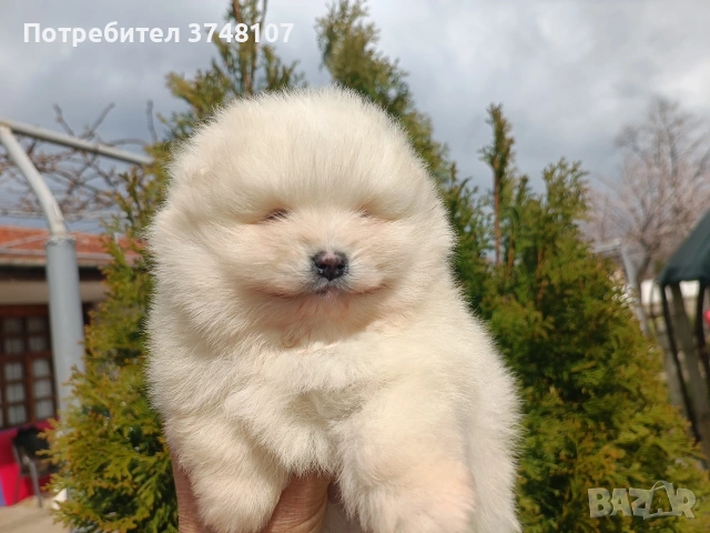 Померан/Померани , снимка 18 - Померан - 53999282