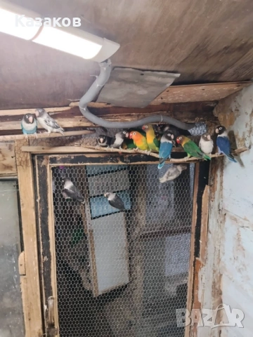 Продавам неразделки/маскови и фишер/., снимка 6 - Папагали - 53708005