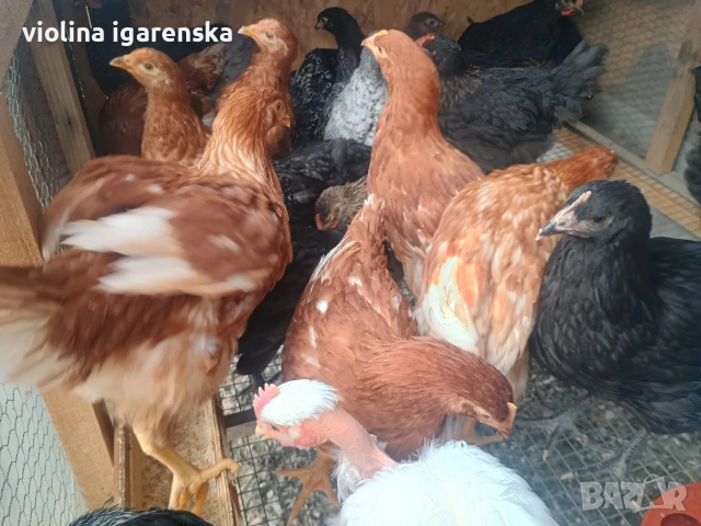 ярки и пилета , снимка 6 - Кокошки и пуйки - 54261403