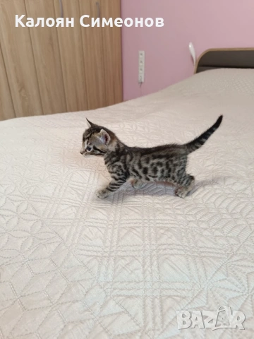 Бенгалски котета