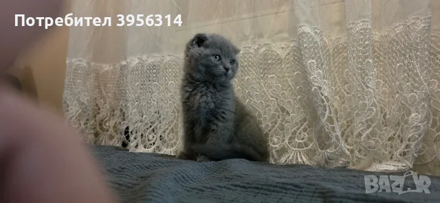 British Shorthair 61 дена, снимка 2 - Британска късокосместа - 55661938
