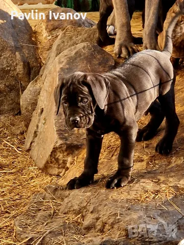Родословни (25%)малки Кане Корсо, снимка 14 - Кане корсо - 55649678