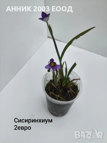 Градински цветя , снимка 11 - Градински цветя и растения - 55055236