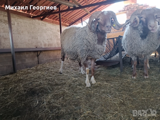 Продавам кочове , снимка 4 - Овце - 54320509