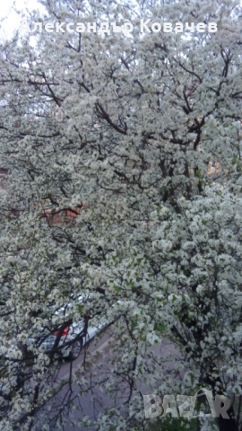 ИМОТ ШИРОК ЦЕНТЪР, снимка 3 - Апартаменти - 54371778