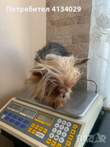  мини Йорки мъжки на 2 години , снимка 4 - Йоркширски териер - 53227851