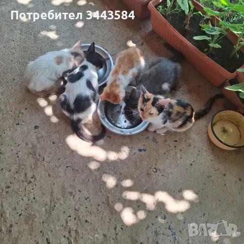 котенца на три месеца