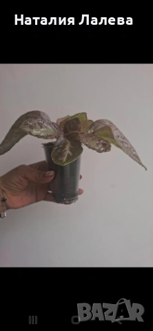 Еписция, episcia Jim's rose garden, снимка 4 - Стайни растения - 54911988