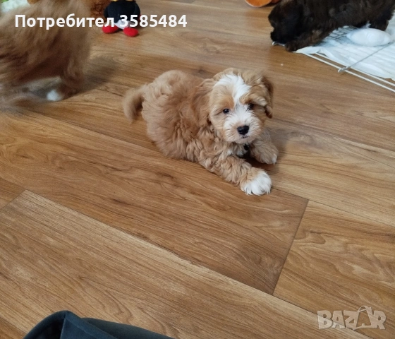 Shih poo/Mini poodle 