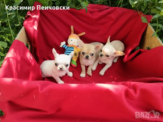 предлагам чихуахуа. , снимка 7 - Чихуахуа - 55112173