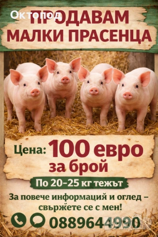 Продавам малки прасенца