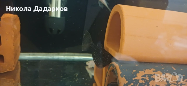 Два чифта звездни сомове L183 , снимка 4 - Рибки - 54357459