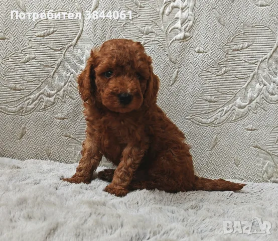 Мини Пуделче момченце , снимка 2 - Пудели - 55397442