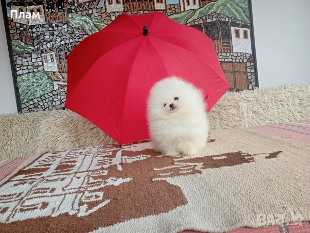 Бели мини Померани. Реални снимки от 04.04.26 г. , снимка 3 - Померан - 54051834