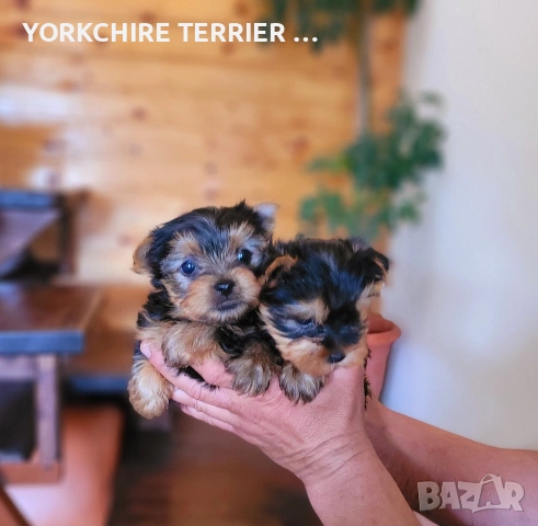 Мини Йоркширски териер йорки