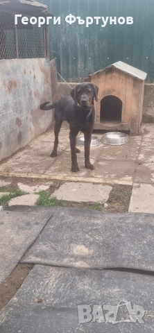 Гонче, снимка 7 - Други - 54225831