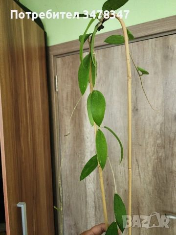 Хоя Khao Leng, снимка 3 - Стайни растения - 54984977