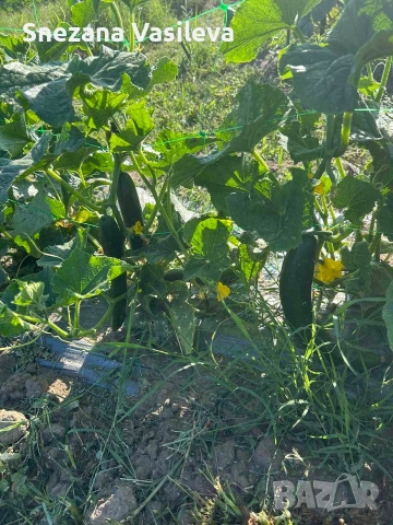 Краставици сорт Гергана , снимка 2 - Домашни продукти - 55086114