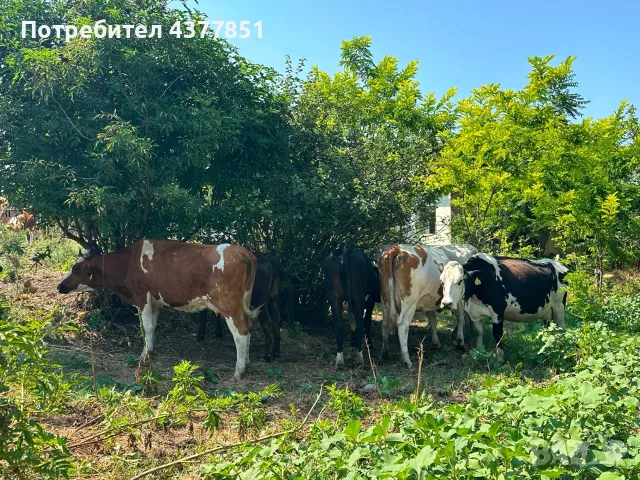 Продавам крави и телета с. Брест област Плевен, снимка 11 - Крави - 55342025