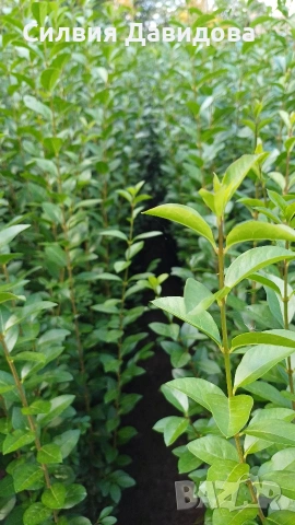 Лигуструм на корен, снимка 9 - Градински цветя и растения - 52405753