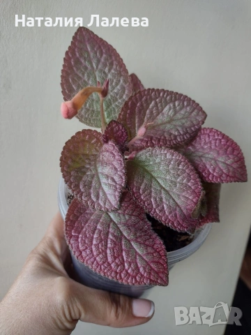 Еписция, episcia Strawberry patch