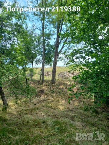 Дърва за огрев,ясен,акация и сливи, снимка 5 - Дърва за огрев - 54808452