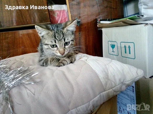 Търсим дом за Леа, снимка 8 - Други - 55276918