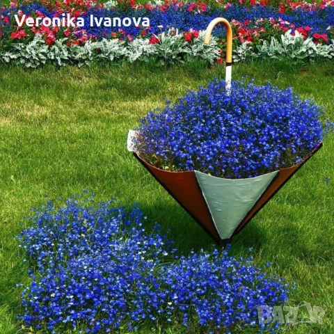 Цветя, снимка 10 - Разсади - 54076484