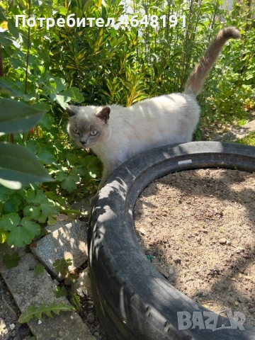 Британски котки