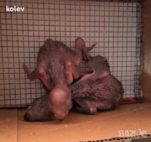 Ръчно хранени папагали Еклектус/ бебета