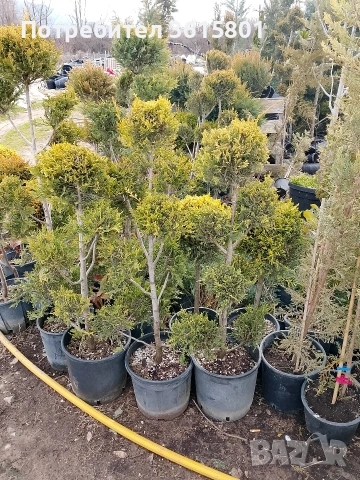 лавровишна , снимка 2 - Градински цветя и растения - 53971651