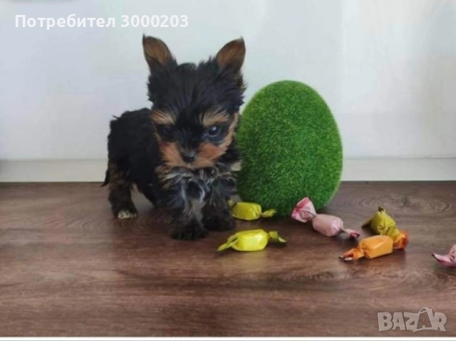 Йоркширски териер