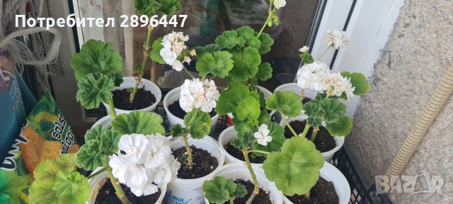 Разкошно бяло мушкато Намалено!, снимка 4 - Стайни растения - 41373576