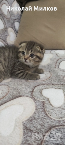 Британски котета , снимка 10 - Британска късокосместа - 54335462