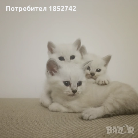 Колор Пойнт Британчета, снимка 3 - Британска късокосместа - 54393195