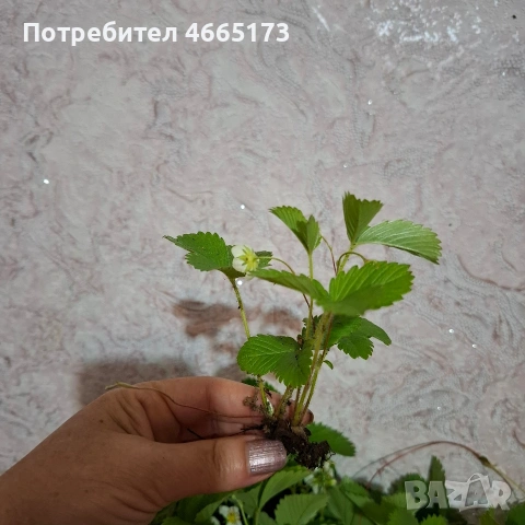 Разсад горска ягода, снимка 6 - Градински цветя и растения - 54568175