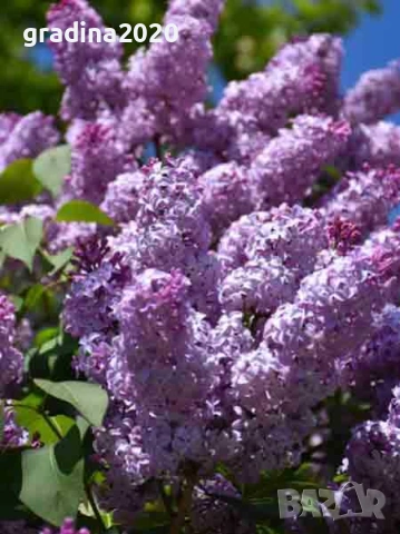 Люляк / Lilac, снимка 10 - Разсади - 51517423