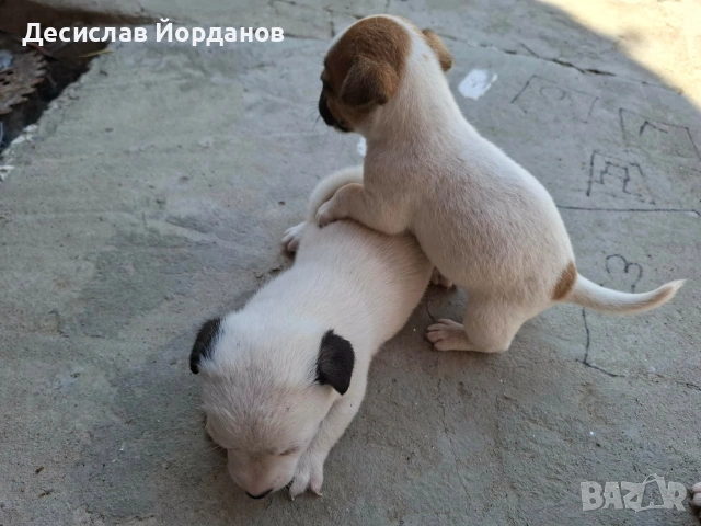 Джак Ръсел Териер , снимка 6 - Джак ръсел териер - 55165300