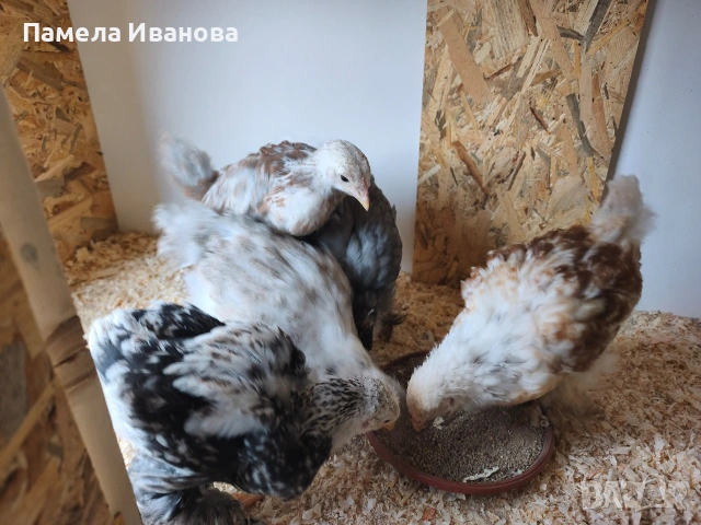 пиленца брама на 45дни , снимка 2 - Кокошки и пуйки - 54167649