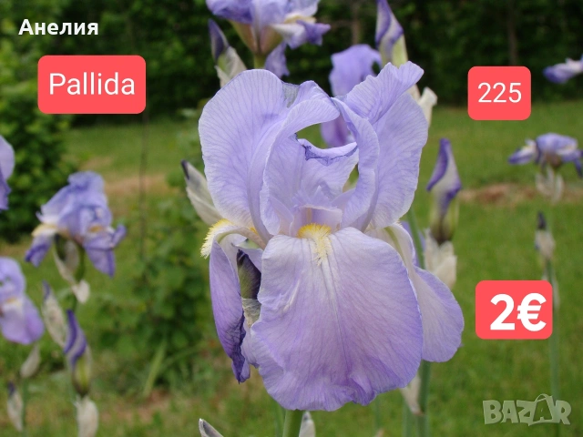 Ириси за продажба 18 броя обява 1, снимка 17 - Градински цветя и растения - 54681103