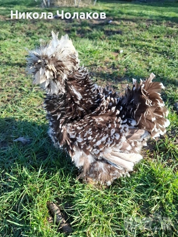 Американски копринки яйца , снимка 5 - Кокошки и пуйки - 54215690