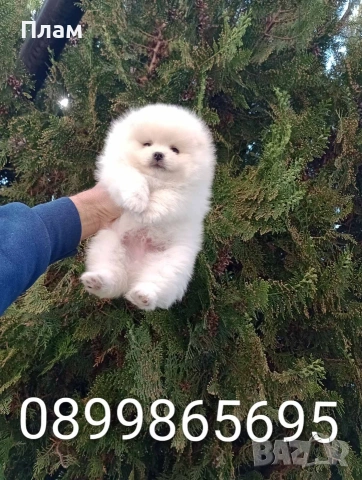 Мъжки и женски Померани.Реални снимки !, снимка 2 - Померан - 54105762