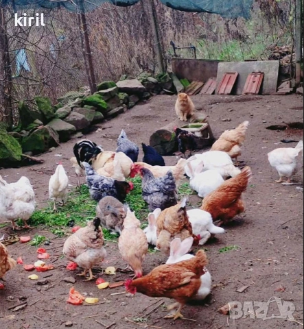 домашни кокошки и зайци 