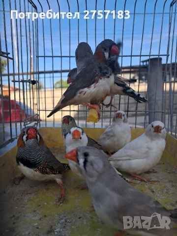 продавам зеброви амадини 2026