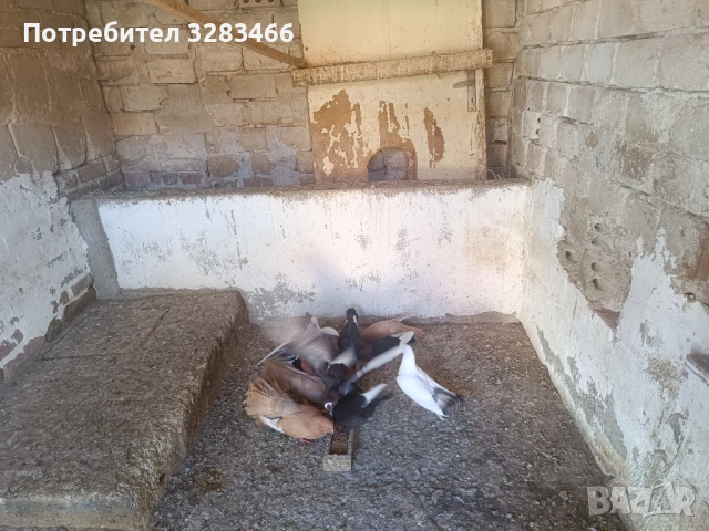 Гълъби, снимка 4 - Гълъби - 50570023