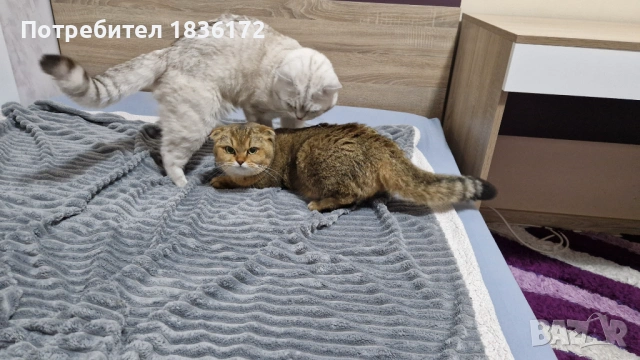 Сребърна чинчила, снимка 5 - Британска късокосместа - 54395374