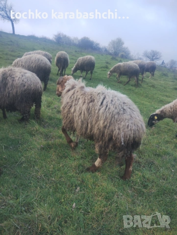 Продавам два коча