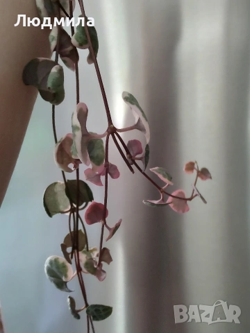 Церопегия Ууди варигата /Ceropegia woodii Variegata, снимка 3 - Стайни растения - 54899791