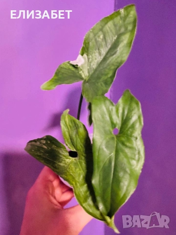 Singonium